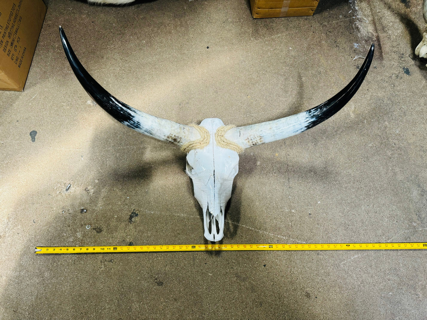 Large Polished Skull 3-5ft