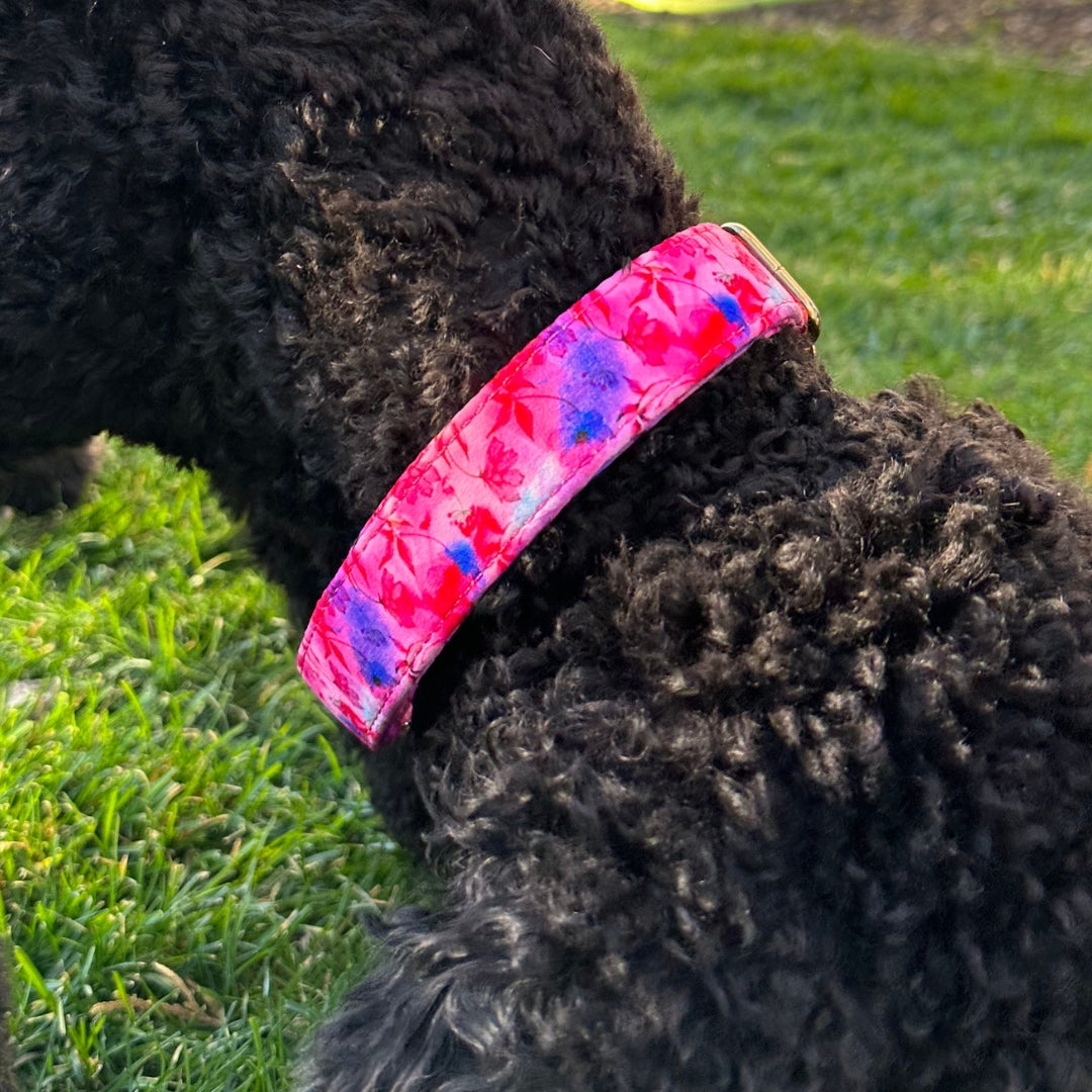 Dog Collars