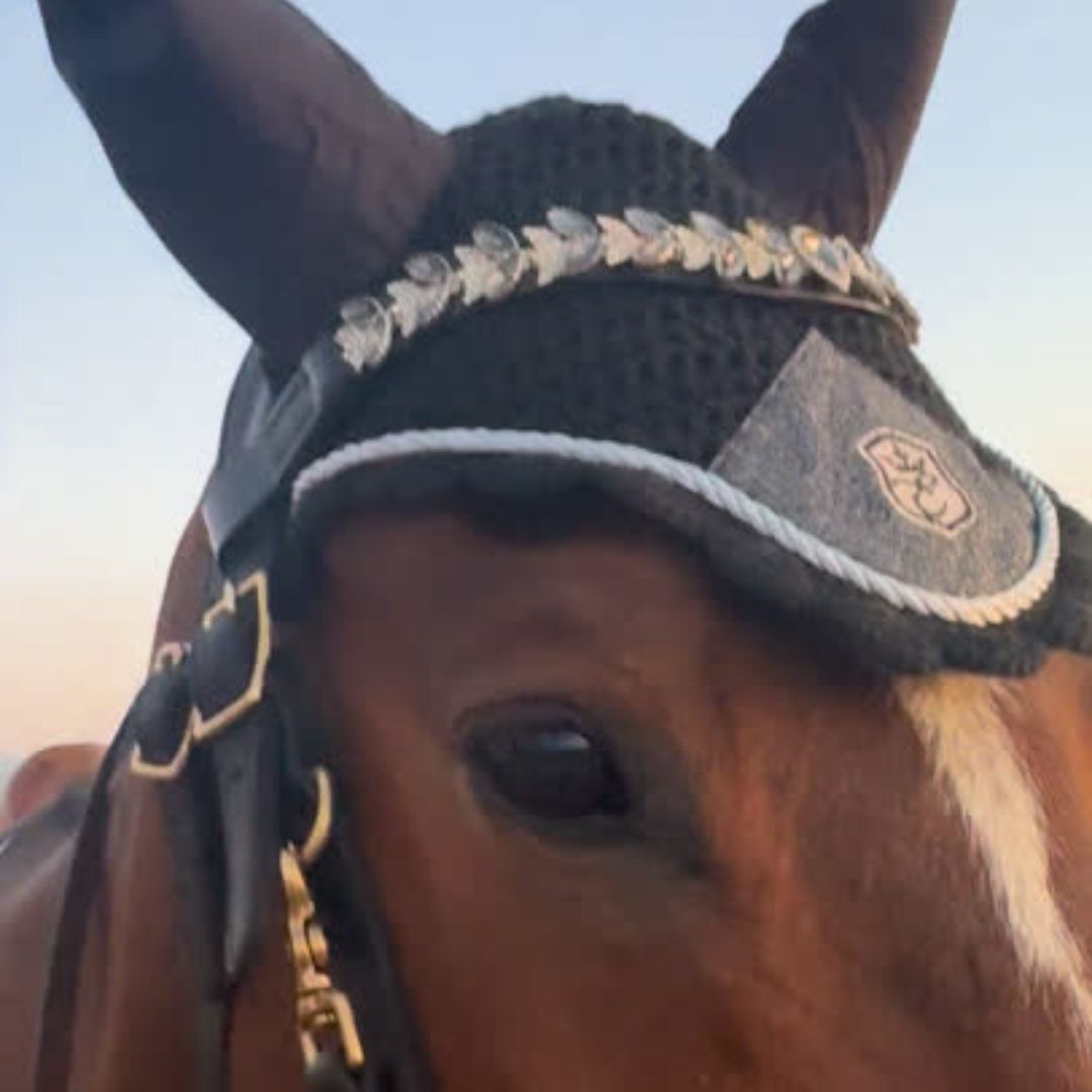 Midnight Black Ultra Bling Horse Browband