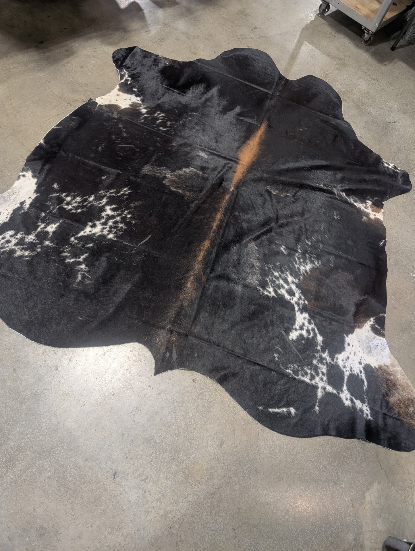 "Jinx" Full Cowhide