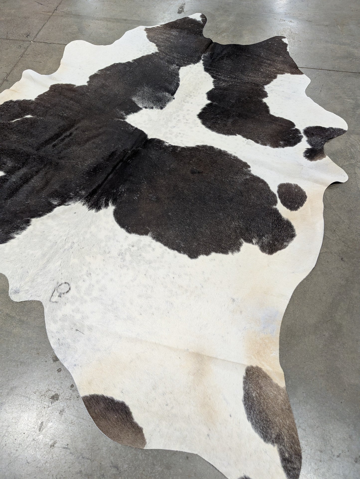 "Flo" Cowhide