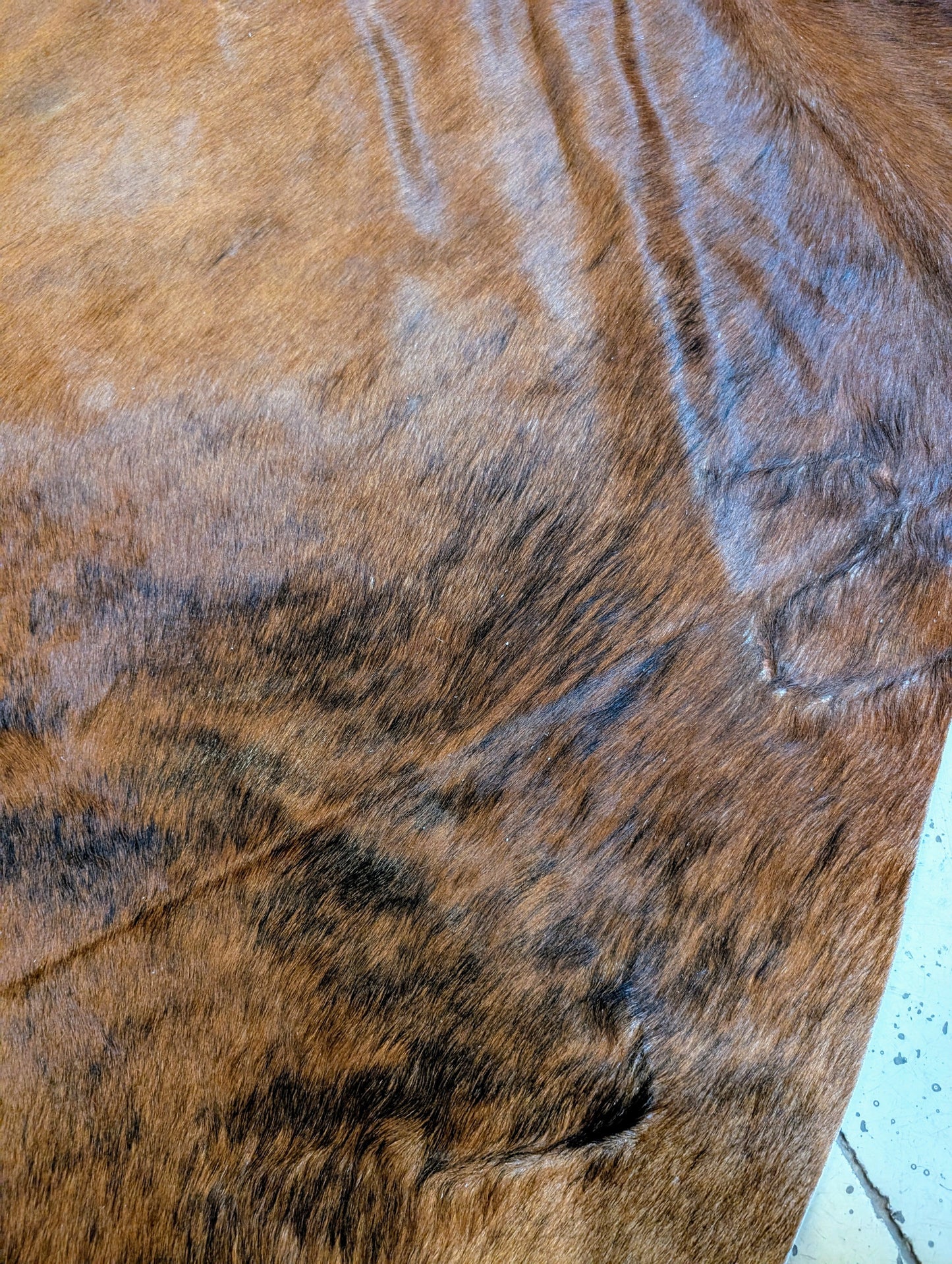"Spooner" Full Cowhide