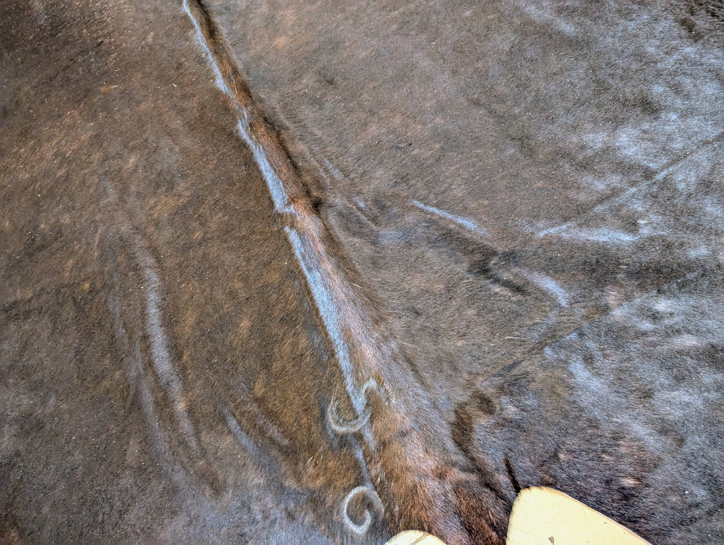 #22 Genuine Black Branded Cowhide