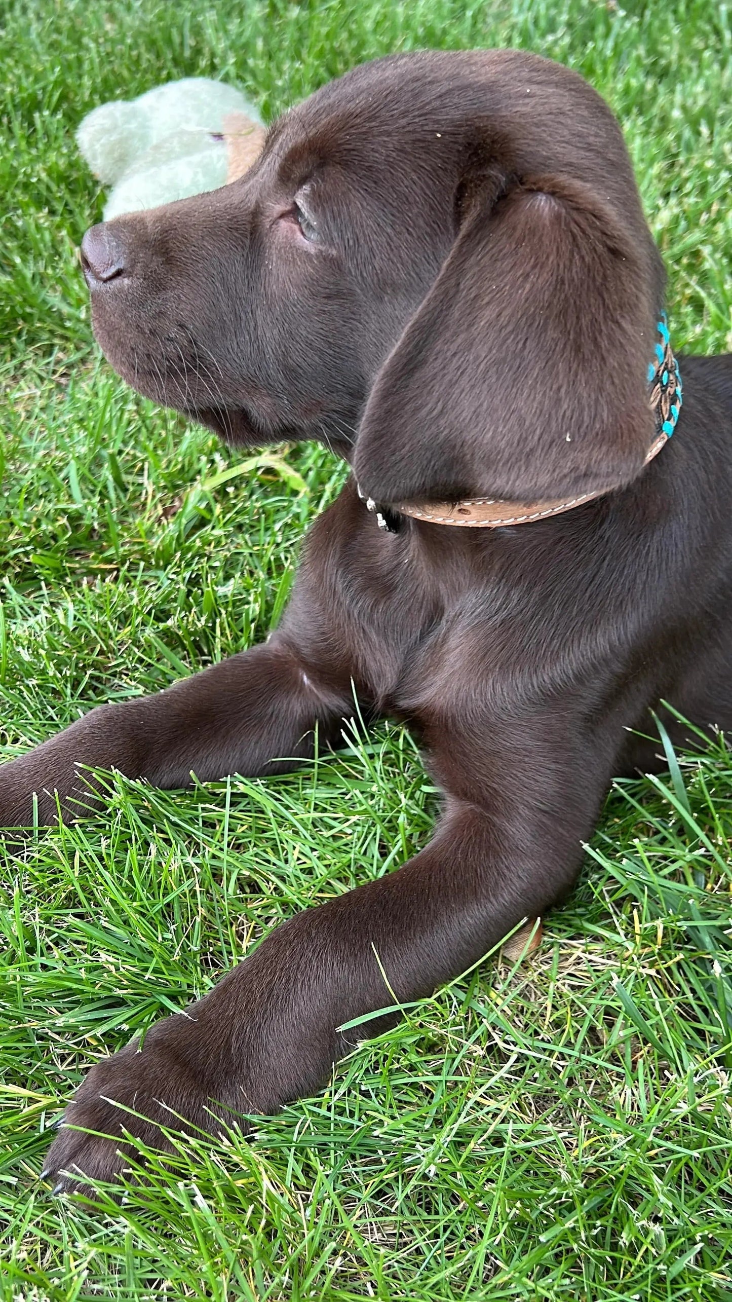Genuine leather dog collar with teal rawhide