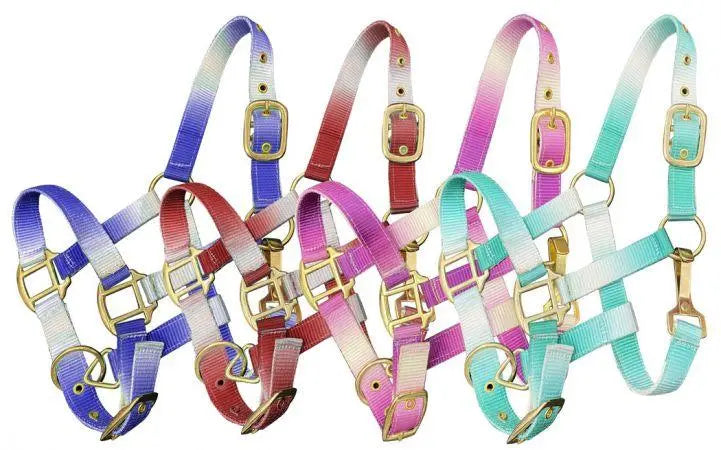 Premium nylon Pony sized ombre halter with nickel plated hardware