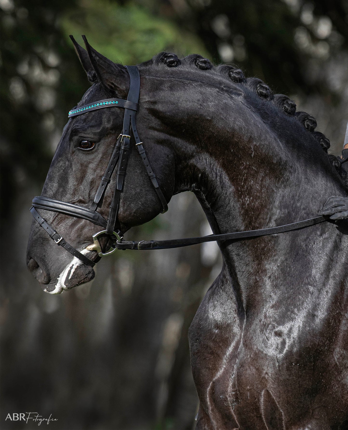 Teal Browband