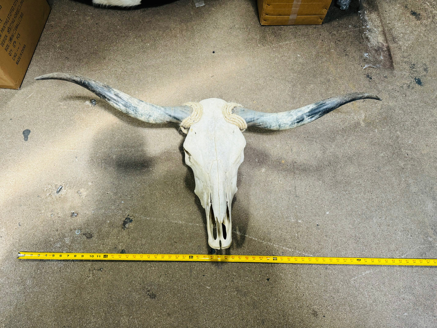 Large Rustic Skull 3-4ft