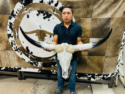 Large Polished Skull 3-5ft