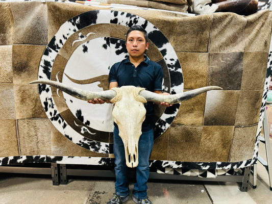 Large Rustic Skull 3-4ft