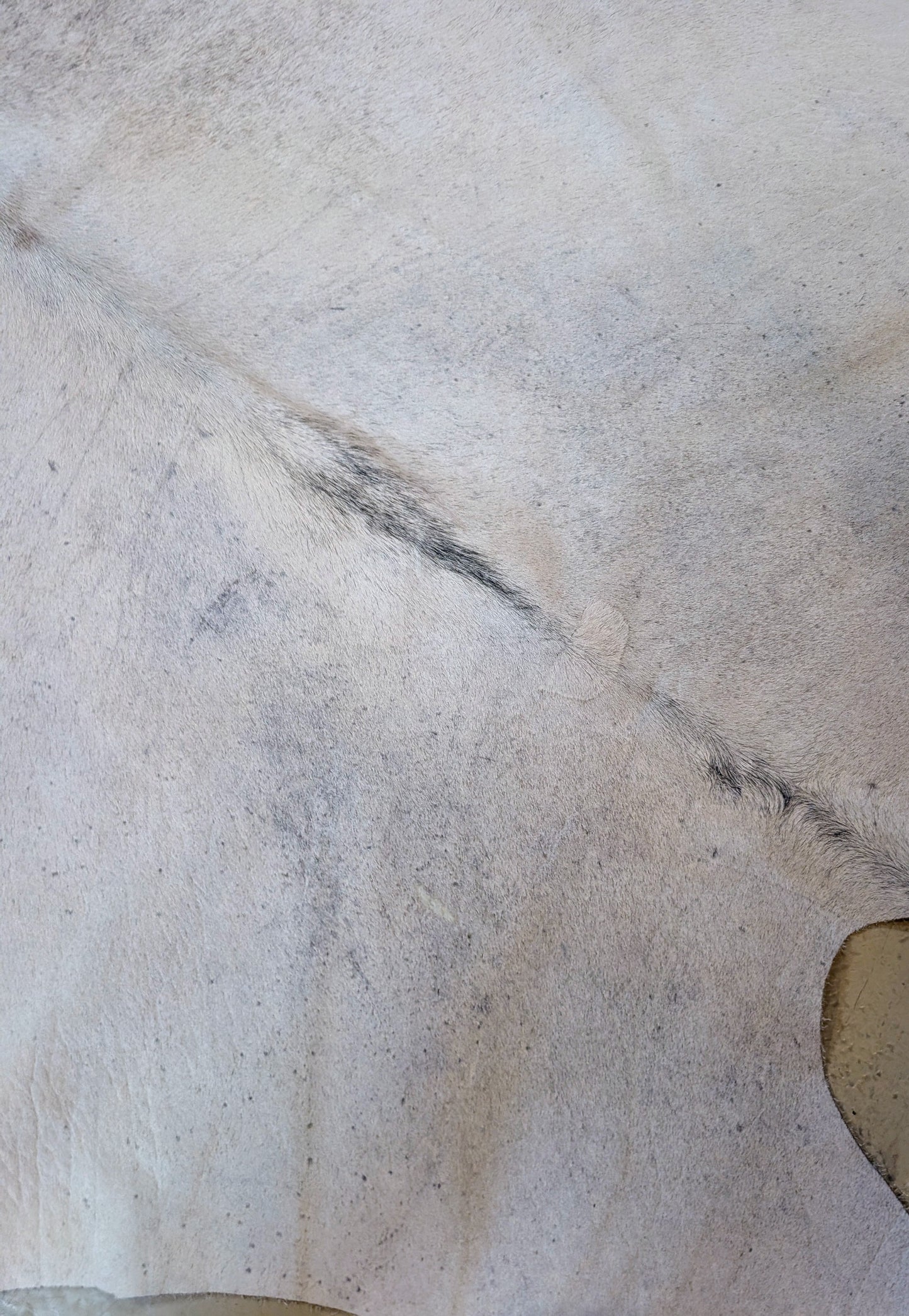 "Ferret" Full Cowhide