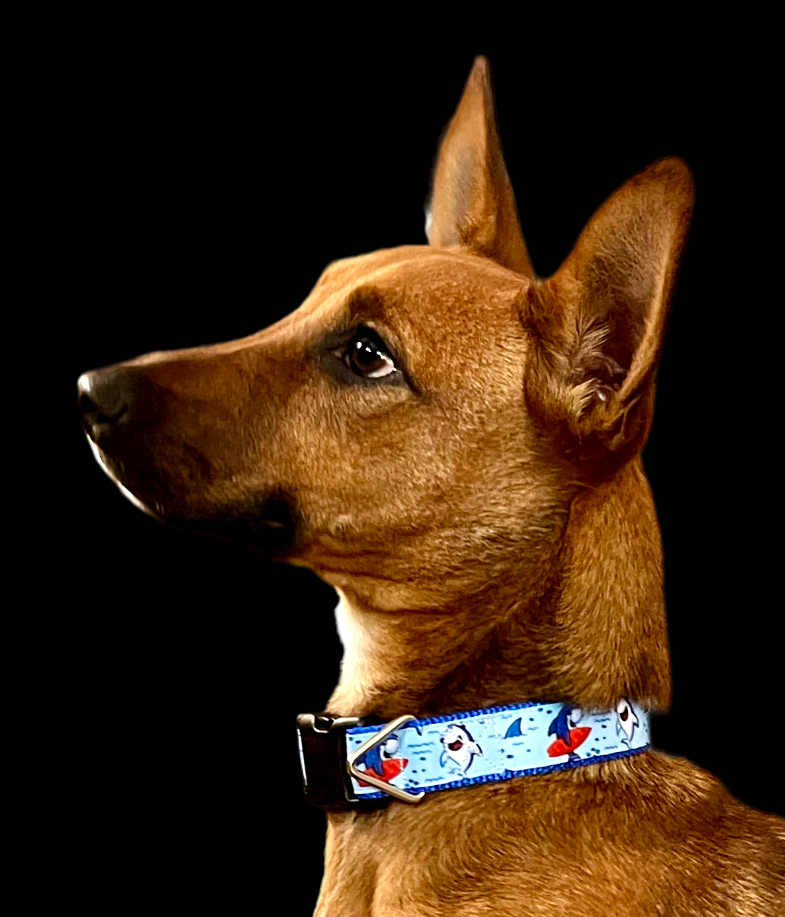 Surfer Sharks Black Nylon Dog Collar MD, LG, XL, Leash