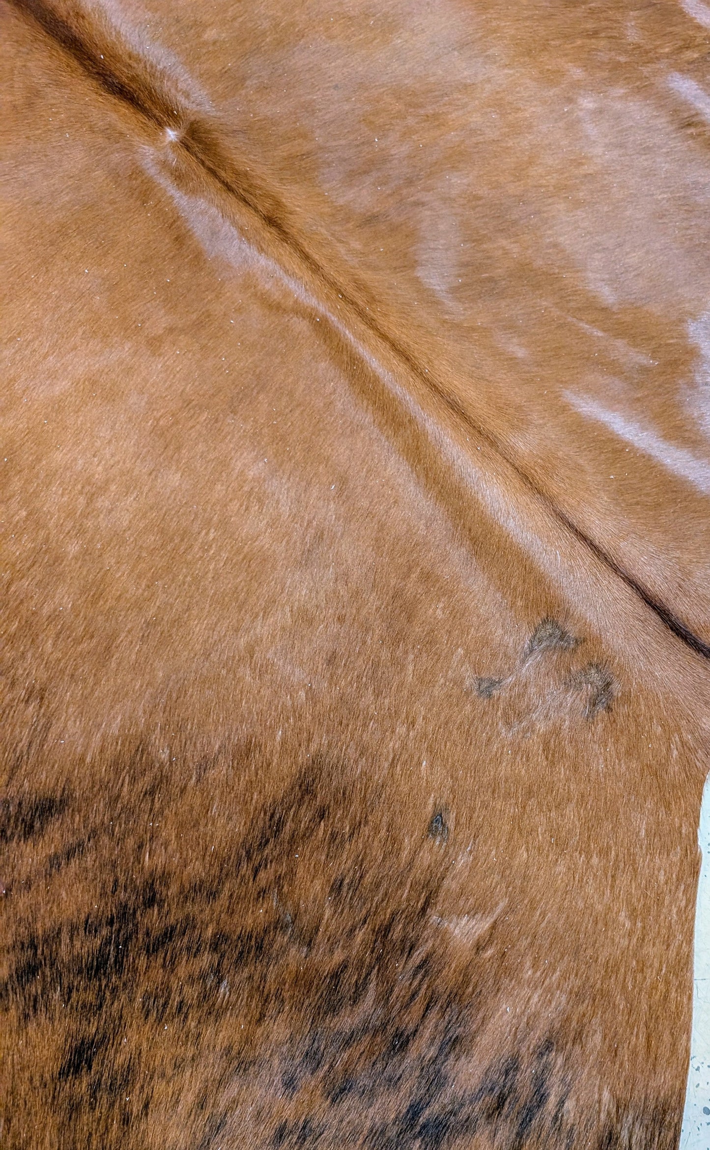 "Momba #5" Full Cowhide