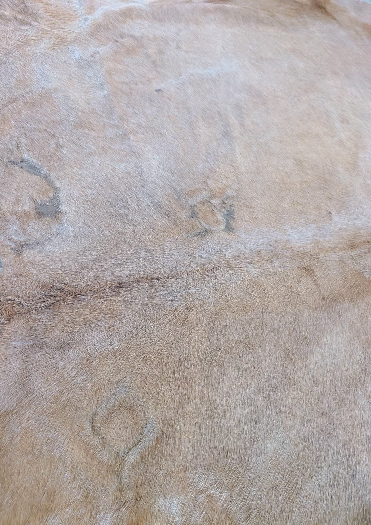 "Twinkie" Genuine Blonde Branded Cowhide