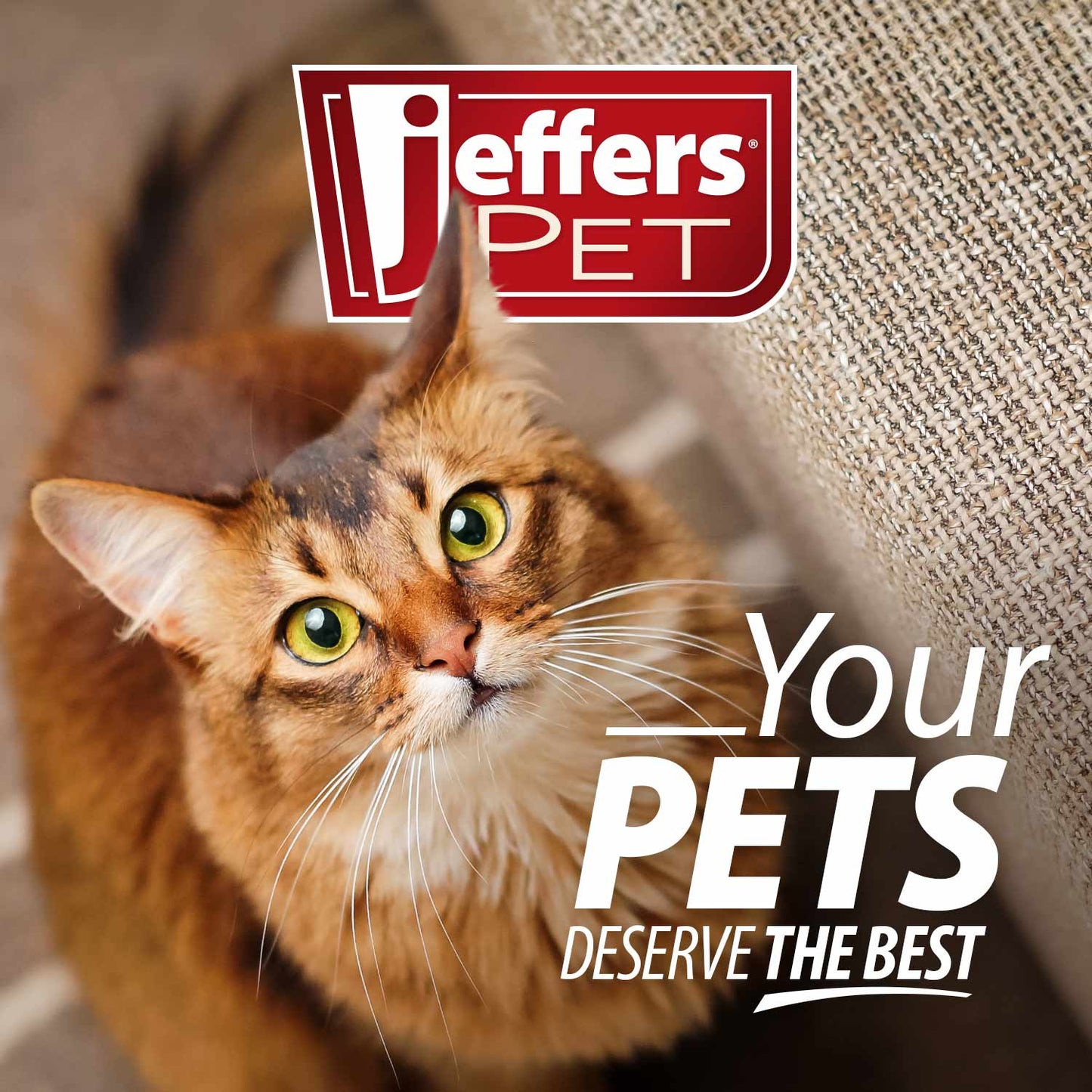 Jeffers BELLY BUDDY Probiotic Supplement Packets for Cats – Multi-Strain Digestive & Immune Support
