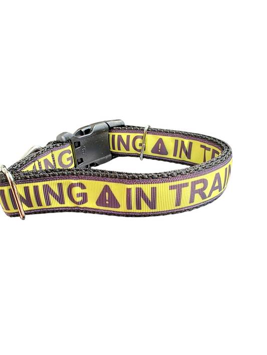 In Training Nylon Dog Collar